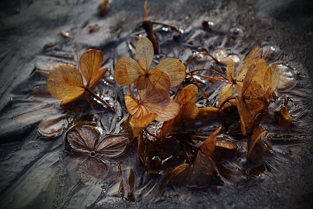 ffescalante13's tweet image. Photo By Radfotosonn | Pixabay - via @Crowdfire  
 #hydrangea #flowerbackground #paniclehydrangea #naturaleza #naturaleza_spain #naturalezaviva #naturaleza_galicia #naturaleza_euskadi