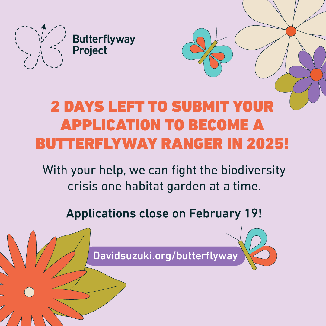 Only 2 days left to apply to become a Butterflyway Ranger for 2025! ⏳🦋 Restore and protect biodiversity close to home! Recruitment ends Feb 19—apply now: ow.ly/5B7y50USUYY #ButterflywayProject #Pollinators