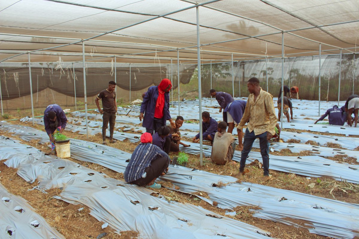Fuentefarm's tweet photo. Every sower's goal is the harvest, but before that comes hard work, dedication, and countless sacrifices behind the scenes.
At Fuente Farm, we're committed to taking these steps, nurturing every seed with care and passion to contribute to food security.
#fuentefarm #earthquake https://t.co/6l4u1korOQ