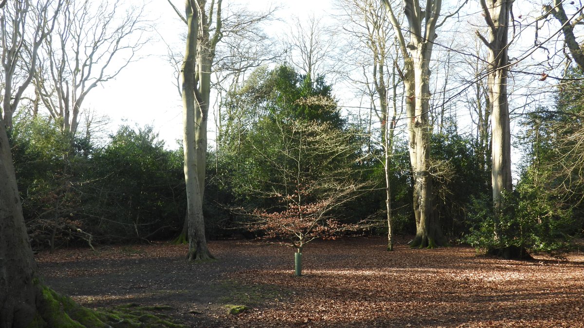 seuneke's tweet photo. Today was a walk in Corton Woods
#Corton
#Lowestoft
#Woodland https://t.co/8RdY3Pkqsy