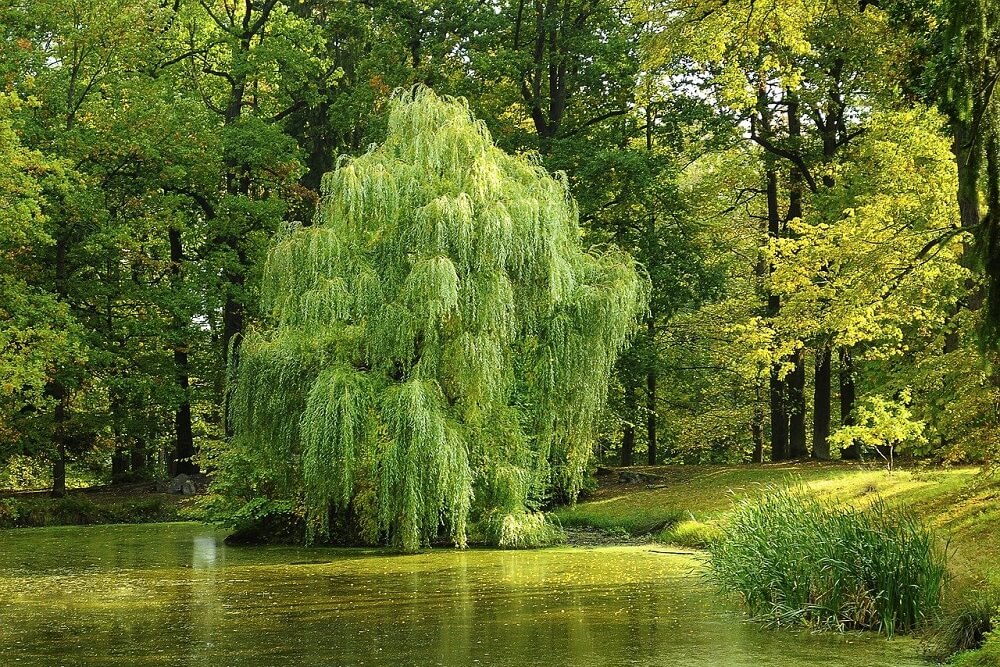 FabGiagnoni's tweet photo. Il #vetrice, comunemente chiamato salice (nome d'origini celtiche il cui significato è "vicino all’acqua"): i #Celti lo consideravano una divinità femminile e il suo culto. È una #pianta multiuso: produzione di cesti, come spago, è nell’acido salicilico dell'#aspirina.
#Natura https://t.co/uZC4hVbE0q