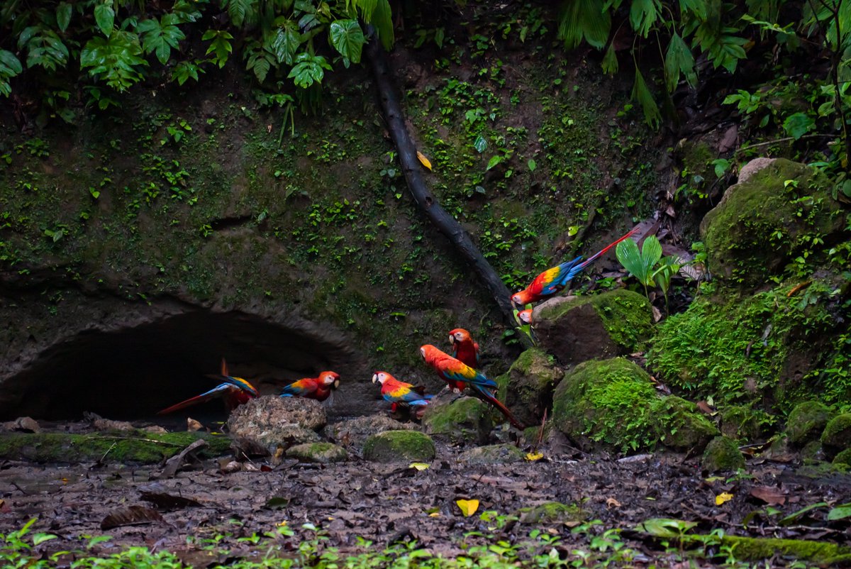 selvalodge's tweet photo. Amazon Insights to Share with Your Travelers

✅  The Amazon rainforest is home to over 25% of the world’s medicinal plants.  
✅ Two-Lake Reserve 
✅ A Birdwatcher’s Paradise – With over 600 bird species
✅ Monkey Haven – La Selva is home to over 5 species of monkeys https://t.co/MIjRyhod2t