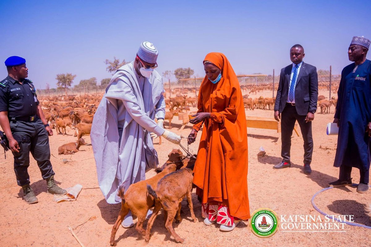 Imranmuhdz's tweet photo. The Katsina State Government has spent N5.4 billion to assist 3,610 women throughout the 361 wards in the state, with each woman receiving four goats as part of this support initiative.

Governor Dikko Radda announced this during the launch of the support distribution for the goat-rearing initiative at Dan-Nakolo in the Daura Local Government Area.

The Governor made this declaration while addressing beneficiaries, and stakeholders in Daura Local Government Area of Katsina, today. 

"This moment marks not only a significant milestone in our agricultural journey but also a transformative step toward achieving our ambition of making Katsina State a leading hub for livestock production in the northern region and across our great nation, Nigeria.

"The Goat Rearing Initiative which cost N5.7 billion is designed to empower local farmers, especially women groups, through the Ministry of Women Affairs and community level committees by providing them with the resources, training, and support they need to rear goats successfully.

"We will implement training programs for our people, equipping them with skills necessary to engage in effective breeding practices. This program will cover essential aspects such as animal nutrition, health management, and sustainable farming techniques.

"We'll not only invest in infrastructure but also provide access to affordable financing to facilitate the growth of goat rearing business.

"I have always believed in our strength lies in our ability to harness the vast agricultural potentials that our state has to offer.

"About 40,000 heads of goats have been earmarked for distribution to successful beneficiaries which were selected purely by the community level committee across the 361 wards of the state. 

"We have not allowed any personal interest in the interference in the selection process of these beneficiaries.

"each ward will have 10 women and one large scale farmer. Each beneficiary from the women group will be given four heads of goats, one male and three females, and one large scale farmer will be given 50 heads of goats.

"This year, the government is establishing a goat farm in Rimi local government of the Katsina senatorial zone for the purpose of genetic improvement, high milk and manure. This will also serve as a multiplier for goat production, breeding and animal husbandry as well as a training centre," he revealed.

"The Goat Farming Initiative program is a beacon of hope for our agricultural sector, and I'm excited to witness the remarkable transformation it will bring. Today, together we can push our state to the forefront in livestock production, improving not only the economic landscape, but also the spatial firebreak of our communities."