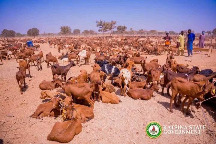Imranmuhdz's tweet photo. The Katsina State Government has spent N5.4 billion to assist 3,610 women throughout the 361 wards in the state, with each woman receiving four goats as part of this support initiative.

Governor Dikko Radda announced this during the launch of the support distribution for the goat-rearing initiative at Dan-Nakolo in the Daura Local Government Area.

The Governor made this declaration while addressing beneficiaries, and stakeholders in Daura Local Government Area of Katsina, today. 

"This moment marks not only a significant milestone in our agricultural journey but also a transformative step toward achieving our ambition of making Katsina State a leading hub for livestock production in the northern region and across our great nation, Nigeria.

"The Goat Rearing Initiative which cost N5.7 billion is designed to empower local farmers, especially women groups, through the Ministry of Women Affairs and community level committees by providing them with the resources, training, and support they need to rear goats successfully.

"We will implement training programs for our people, equipping them with skills necessary to engage in effective breeding practices. This program will cover essential aspects such as animal nutrition, health management, and sustainable farming techniques.

"We'll not only invest in infrastructure but also provide access to affordable financing to facilitate the growth of goat rearing business.

"I have always believed in our strength lies in our ability to harness the vast agricultural potentials that our state has to offer.

"About 40,000 heads of goats have been earmarked for distribution to successful beneficiaries which were selected purely by the community level committee across the 361 wards of the state. 

"We have not allowed any personal interest in the interference in the selection process of these beneficiaries.

"each ward will have 10 women and one large scale farmer. Each beneficiary from the women group will be given four heads of goats, one male and three females, and one large scale farmer will be given 50 heads of goats.

"This year, the government is establishing a goat farm in Rimi local government of the Katsina senatorial zone for the purpose of genetic improvement, high milk and manure. This will also serve as a multiplier for goat production, breeding and animal husbandry as well as a training centre," he revealed.

"The Goat Farming Initiative program is a beacon of hope for our agricultural sector, and I'm excited to witness the remarkable transformation it will bring. Today, together we can push our state to the forefront in livestock production, improving not only the economic landscape, but also the spatial firebreak of our communities."