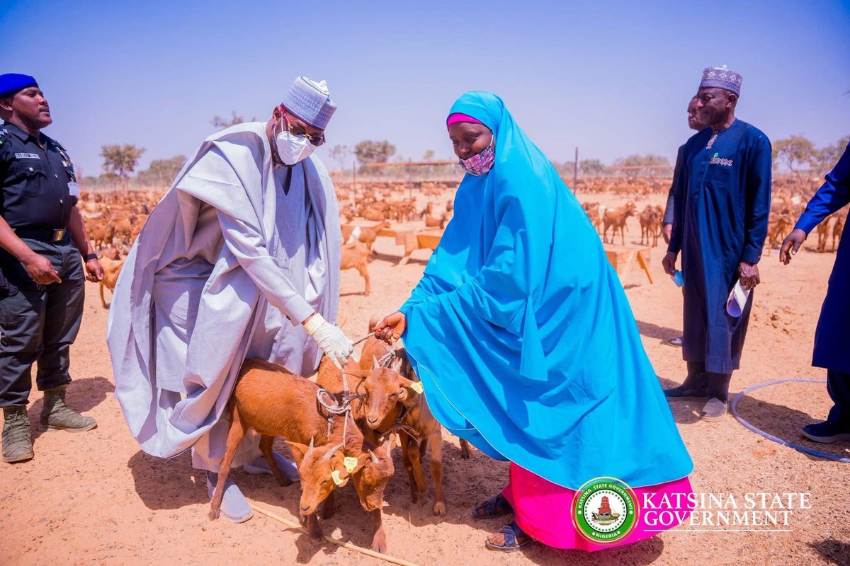Imranmuhdz's tweet photo. The Katsina State Government has spent N5.4 billion to assist 3,610 women throughout the 361 wards in the state, with each woman receiving four goats as part of this support initiative.

Governor Dikko Radda announced this during the launch of the support distribution for the goat-rearing initiative at Dan-Nakolo in the Daura Local Government Area.

The Governor made this declaration while addressing beneficiaries, and stakeholders in Daura Local Government Area of Katsina, today. 

"This moment marks not only a significant milestone in our agricultural journey but also a transformative step toward achieving our ambition of making Katsina State a leading hub for livestock production in the northern region and across our great nation, Nigeria.

"The Goat Rearing Initiative which cost N5.7 billion is designed to empower local farmers, especially women groups, through the Ministry of Women Affairs and community level committees by providing them with the resources, training, and support they need to rear goats successfully.

"We will implement training programs for our people, equipping them with skills necessary to engage in effective breeding practices. This program will cover essential aspects such as animal nutrition, health management, and sustainable farming techniques.

"We'll not only invest in infrastructure but also provide access to affordable financing to facilitate the growth of goat rearing business.

"I have always believed in our strength lies in our ability to harness the vast agricultural potentials that our state has to offer.

"About 40,000 heads of goats have been earmarked for distribution to successful beneficiaries which were selected purely by the community level committee across the 361 wards of the state. 

"We have not allowed any personal interest in the interference in the selection process of these beneficiaries.

"each ward will have 10 women and one large scale farmer. Each beneficiary from the women group will be given four heads of goats, one male and three females, and one large scale farmer will be given 50 heads of goats.

"This year, the government is establishing a goat farm in Rimi local government of the Katsina senatorial zone for the purpose of genetic improvement, high milk and manure. This will also serve as a multiplier for goat production, breeding and animal husbandry as well as a training centre," he revealed.

"The Goat Farming Initiative program is a beacon of hope for our agricultural sector, and I'm excited to witness the remarkable transformation it will bring. Today, together we can push our state to the forefront in livestock production, improving not only the economic landscape, but also the spatial firebreak of our communities."