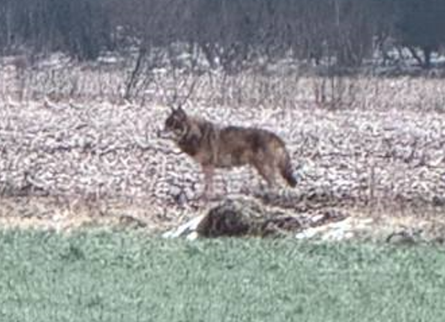 Wolf spotted in the fields behind my house.
Yes, that's a real wild wolf.
I'm a bit nervous about my cats and chickens, but goodness me, it's a glorious beast.