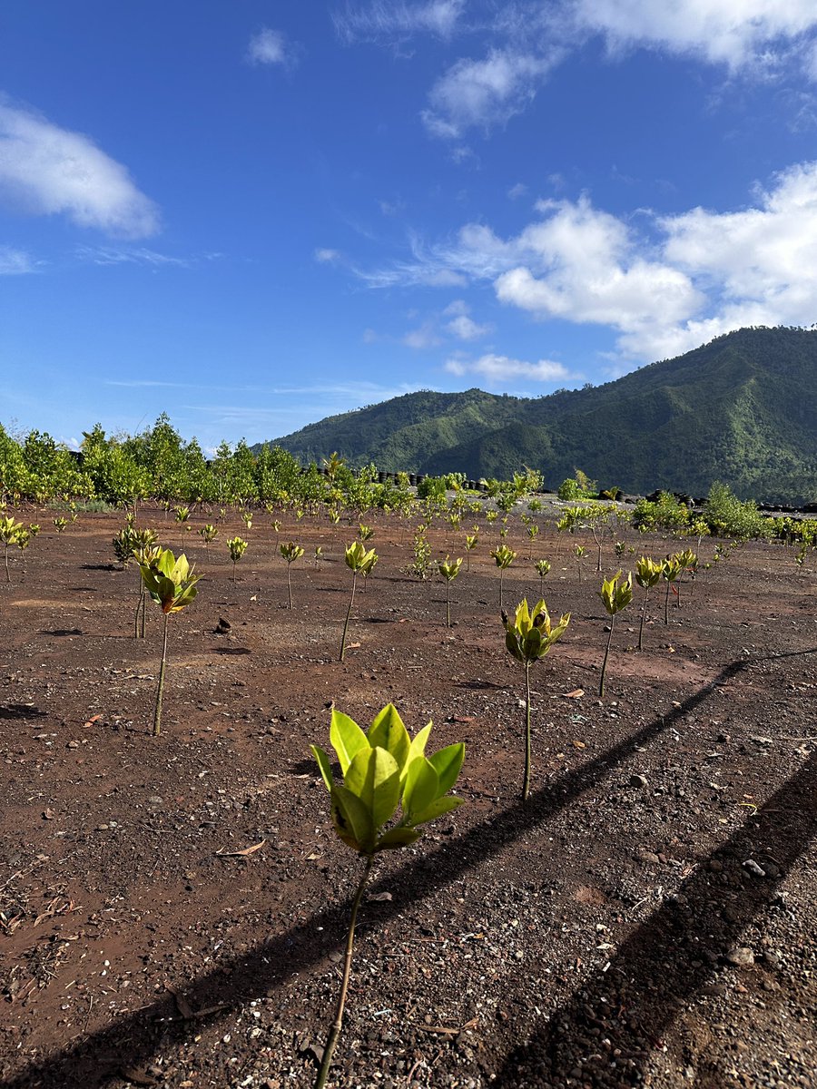 Bel engagement de l’Université, des étudiants et des lycéens de la région de Ouani pour préserver le littoral de l’île d’#Anjouan grâce à la plantation de mangroves, 

avec l’appui financier de la COI  <a href="/commission_coi/">Commission de l’océan Indien COI_IOC</a>, <a href="/AFD_France/">Agence Française de #Développement (AFD) 🇫🇷 🇪🇺</a> et du fonds français pour l’environnement 
🇰🇲🇫🇷