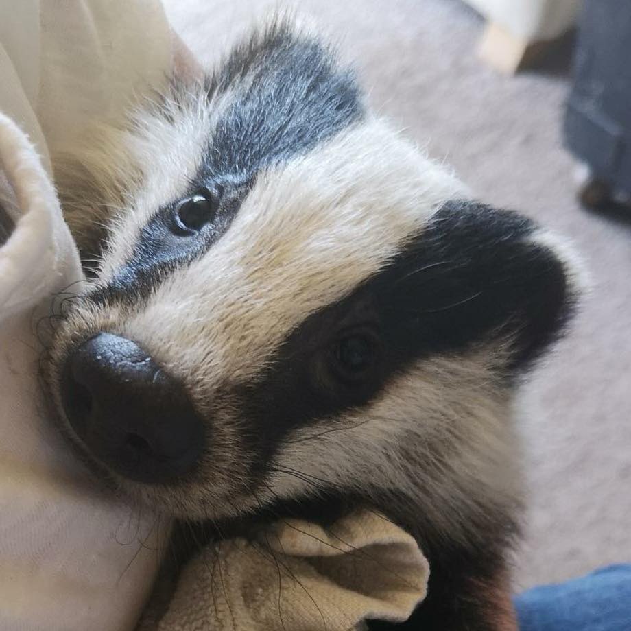 Please please read and share they have only raised 20% of their goal!!!!
Can  you imagine if the Badger Cull came to Narnia! Can you imagine if shooters at night waited and shot Mr &amp; Mrs Lumpy and all their family including cubs as they came out of their sett ready for a nights