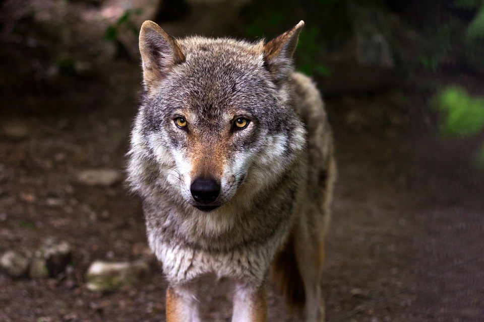 WNL Vandaag (@wnlvandaag) on Twitter photo De wolf rukt op in Nederland. Links wil inzetten op preventie, terwijl rechts de wolf het liefste wil beheersen.
Vanavond praten <a href="/MartijndeGreve/">Martijn de Greve</a> en <a href="/eisitman/">Elif Isitman</a> over dit onderwerp met wolvenexpert <a href="/glennlelieveld/">Glenn Lelieveld</a>, verslaggever Gerwin Peelen en gedeputeerde in Gelderland Harold De wolf rukt op in Nederland. Links wil inzetten op preventie, terwijl rechts de wolf het liefste wil beheersen.
Vanavond praten <a href="/MartijndeGreve/">Martijn de Greve</a> en <a href="/eisitman/">Elif Isitman</a> over dit onderwerp met wolvenexpert <a href="/glennlelieveld/">Glenn Lelieveld</a>, verslaggever Gerwin Peelen en gedeputeerde in Gelderland Harold