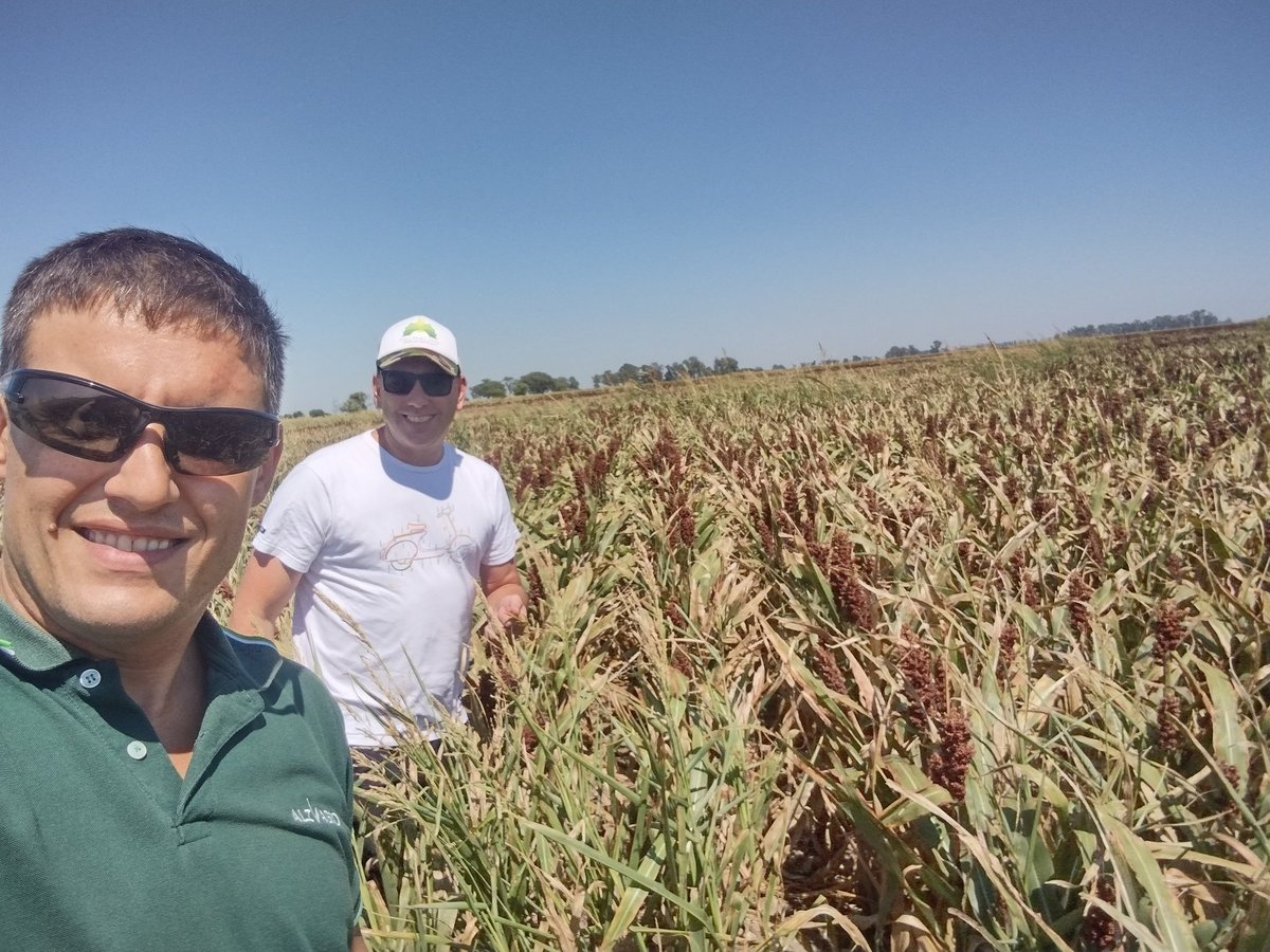 ImhoffDiego's tweet photo. Recorrida a sorgo popel y maíz bórax pwue en la localidad de Villa Trinidad junto al Ing Agr Jordán, a pesar de la fuerte sequía que vienen llevando , los materiales están demostrando todo su potencial para poder producir. Aguanten !! 
@ALZ_Agro 
@semillasnord https://t.co/FjhBzifh1c