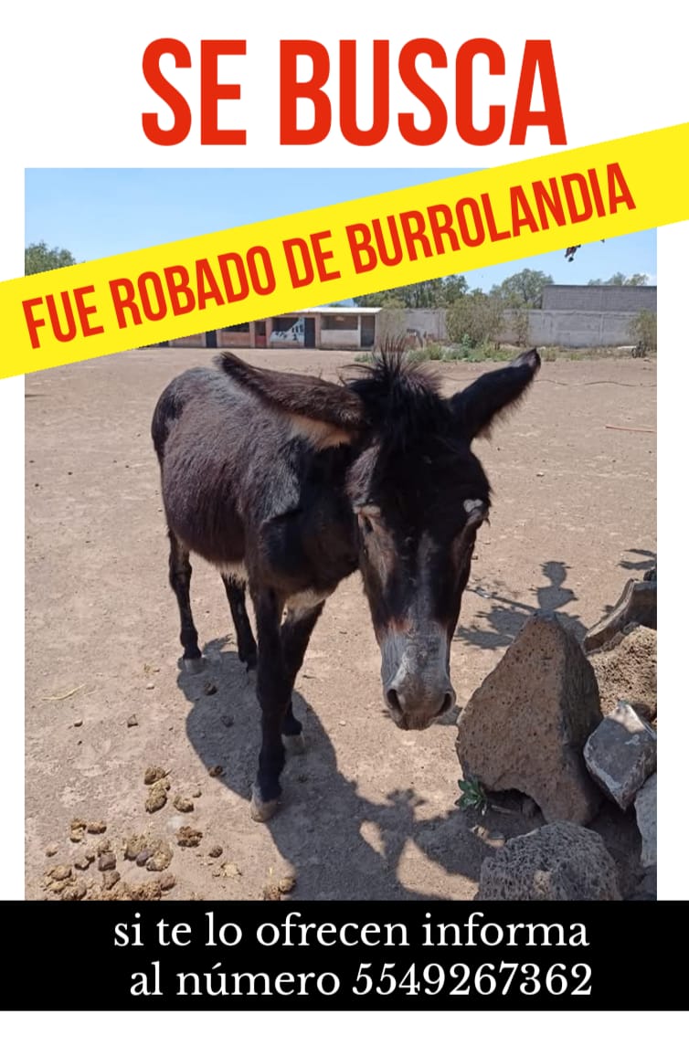 cuentaconmigo01's tweet photo. Seres sintientes robados de @Burrolandia por favor si sabes algo o los ubicas reporta de inmediato 
@Gobierno_Otumba
@HilarionCL @Edomex @FiscaliaEdomex @delfinagomeza @Claudiashein @SERGESEPULVEDA @ImagenTVMex @AztecaNoticias @Televisa @nmas @nmasforo @Mr_Civico @sereslibres_mx https://t.co/AbbOwDNlwB