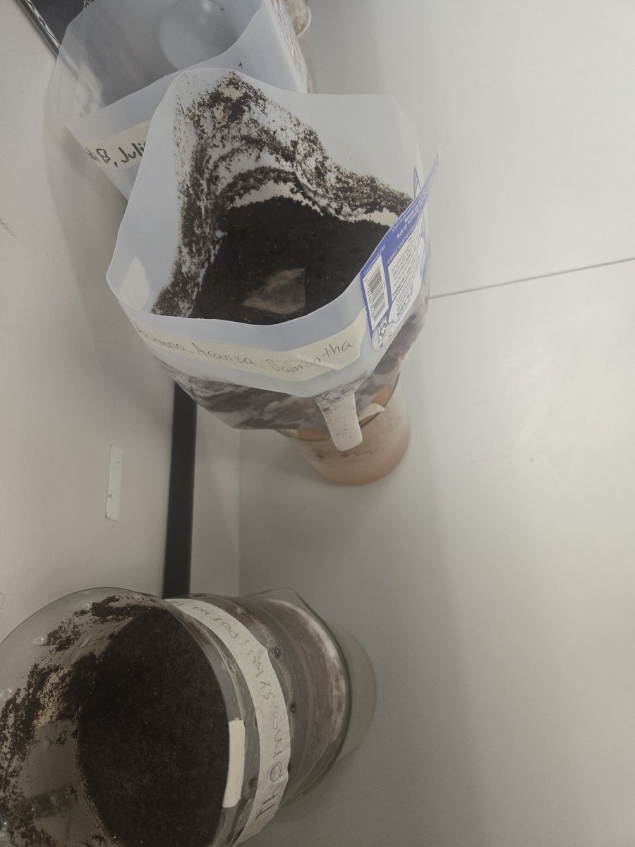 GHMS_Science8's tweet image. 8th grade @GHMS_Grizzlies science students designed, built and tested greywater filtration devices over the past week. They will finalize and conclude their results tomorrow and reflect on their work as well as think critically on next steps!