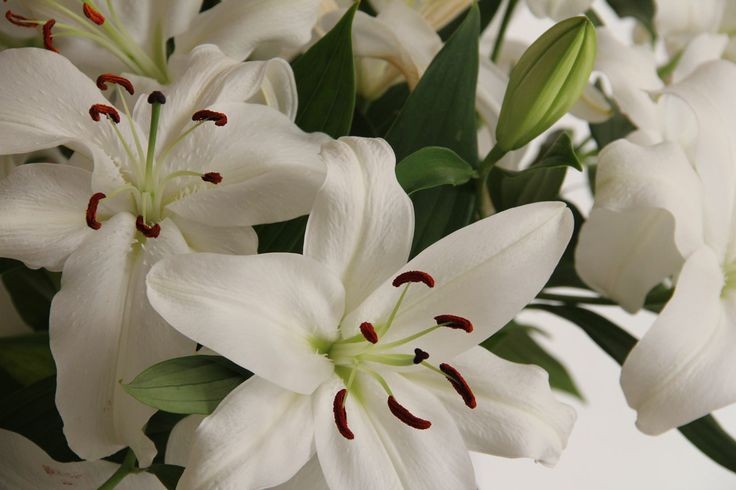 onlyyouforeveer's tweet image. Lilies.