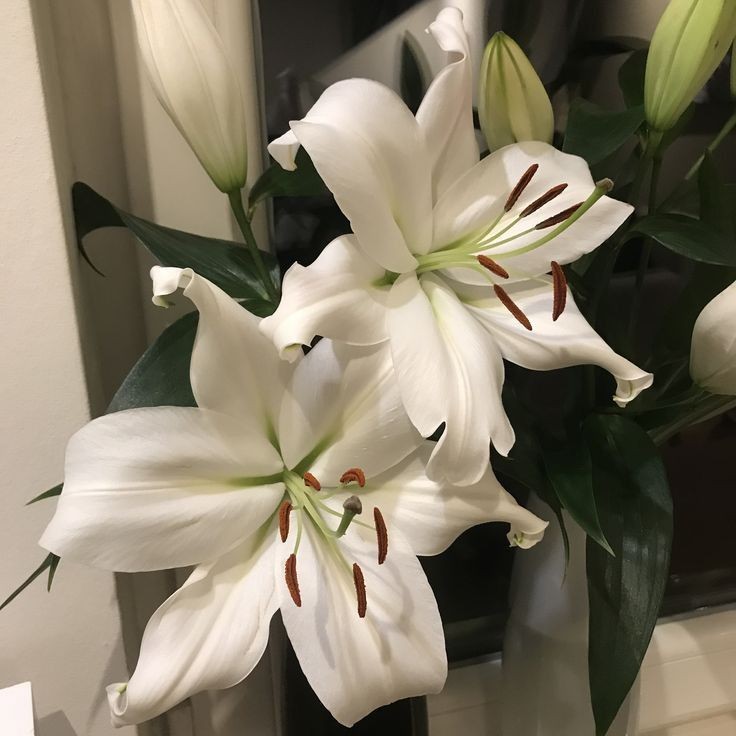 onlyyouforeveer's tweet image. Lilies.