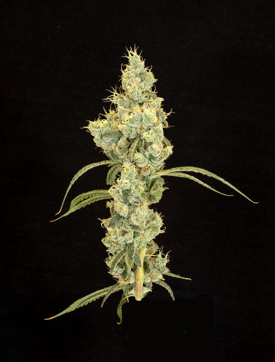 CultaC's tweet photo. New CULTA Bred Genetic 🚨 Poonesia is a cross of our two most powerhouse sativas, Poochie Love x Amnesia OG. The result is a super sativa with a robust terpene profile and the highest % of alpha-pinene we've ever seen! https://t.co/d13UEacxe2

Must be 21+ to view this content https://t.co/WLTg5ROUUv