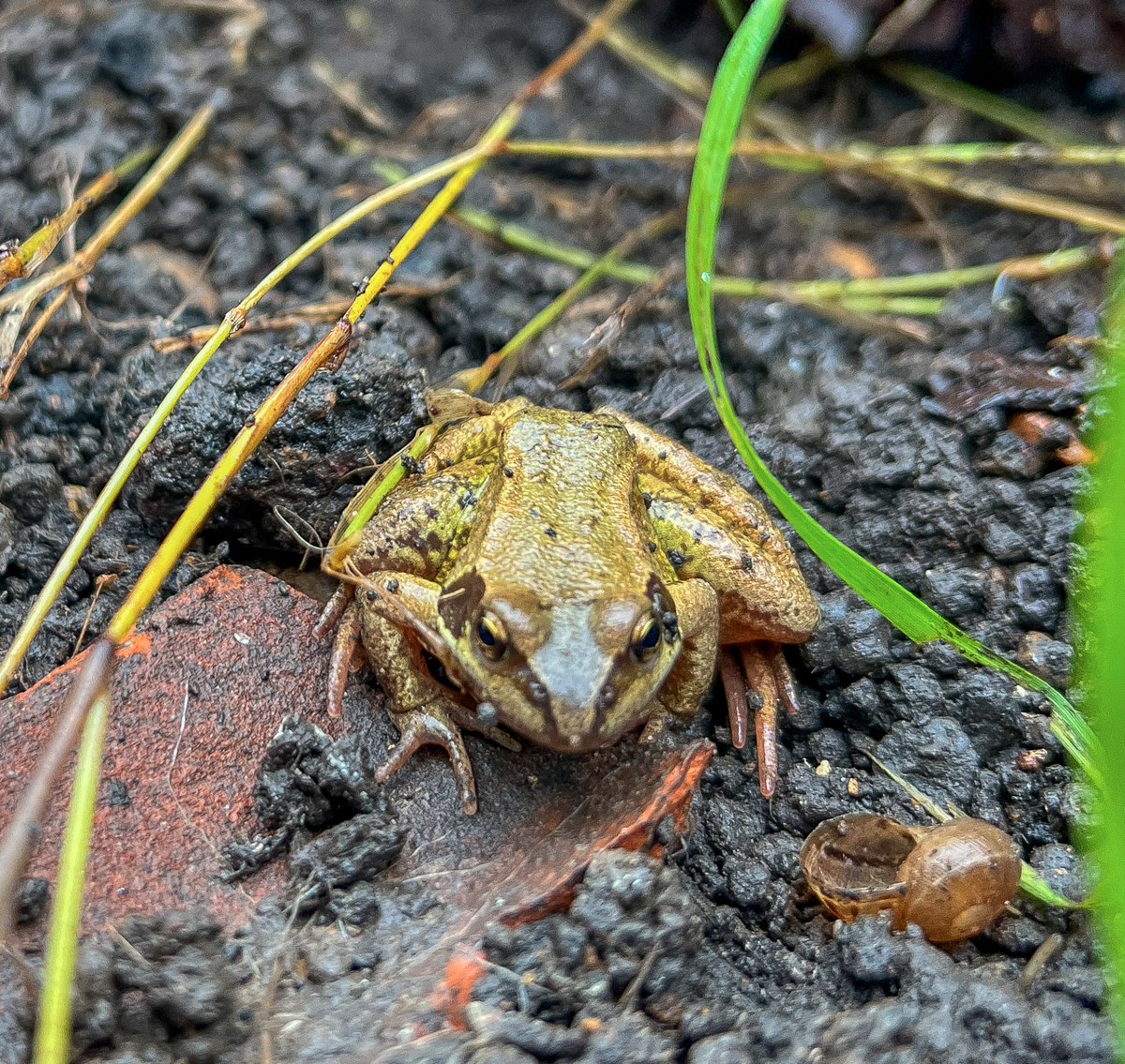 This photo won’t win any awards, but it’s great to see a couple of Common Frogs in the pond garden on London Fields.  Another species that’s here thanks to the biodiversity project.
#LondonFields #NatureRecovery #HackneyNatureRecovery #ReNatureLondon #ReNatureLDN #HackneyWildlife