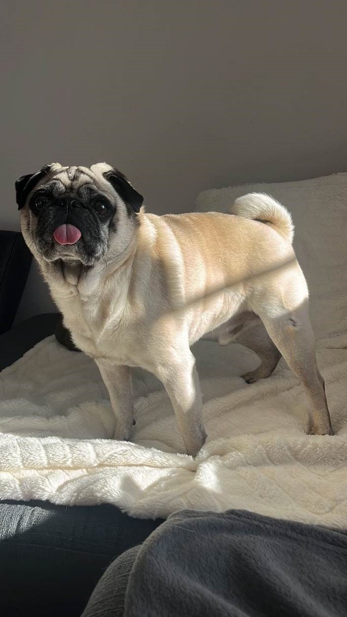Please help us find Ozzie. A #missing 8 year old Pug
It is unsure whether Ozzie was stolen during a burglary in South Ruislip or has run away frightened!
Full story over on facebook.com/HillingdonPoli…
Call 101 &amp; quote 1620/10FEB if you have info
#CommunityCrimeFighting #dogoftheday