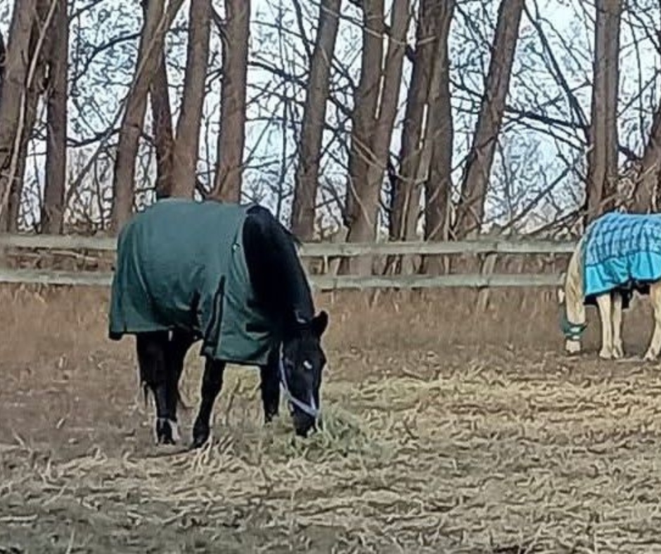 🐴  #Throwback to November 2024!

This day, Mendon Fire District was proud to serve and respond as mutual aid, partnering with nearby departments. Beau the horse found himself stuck in feet of mud at Mendon Ponds Park, and it took teamwork, skill, and determination to bring hi...