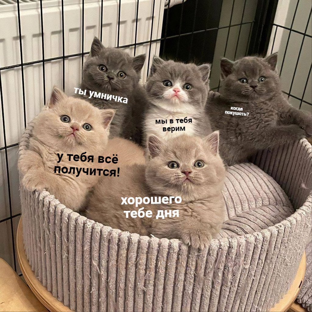 Лепра (@leprasorium) on Twitter photo 