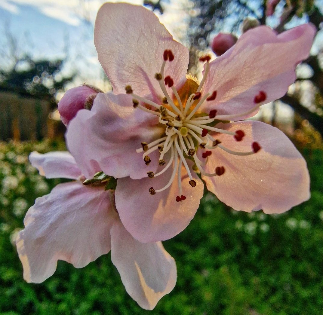 ricardrigall's tweet photo. La flor del presseguer. #viladasens #gironès #hivern2025 https://t.co/hnntAfkwTO