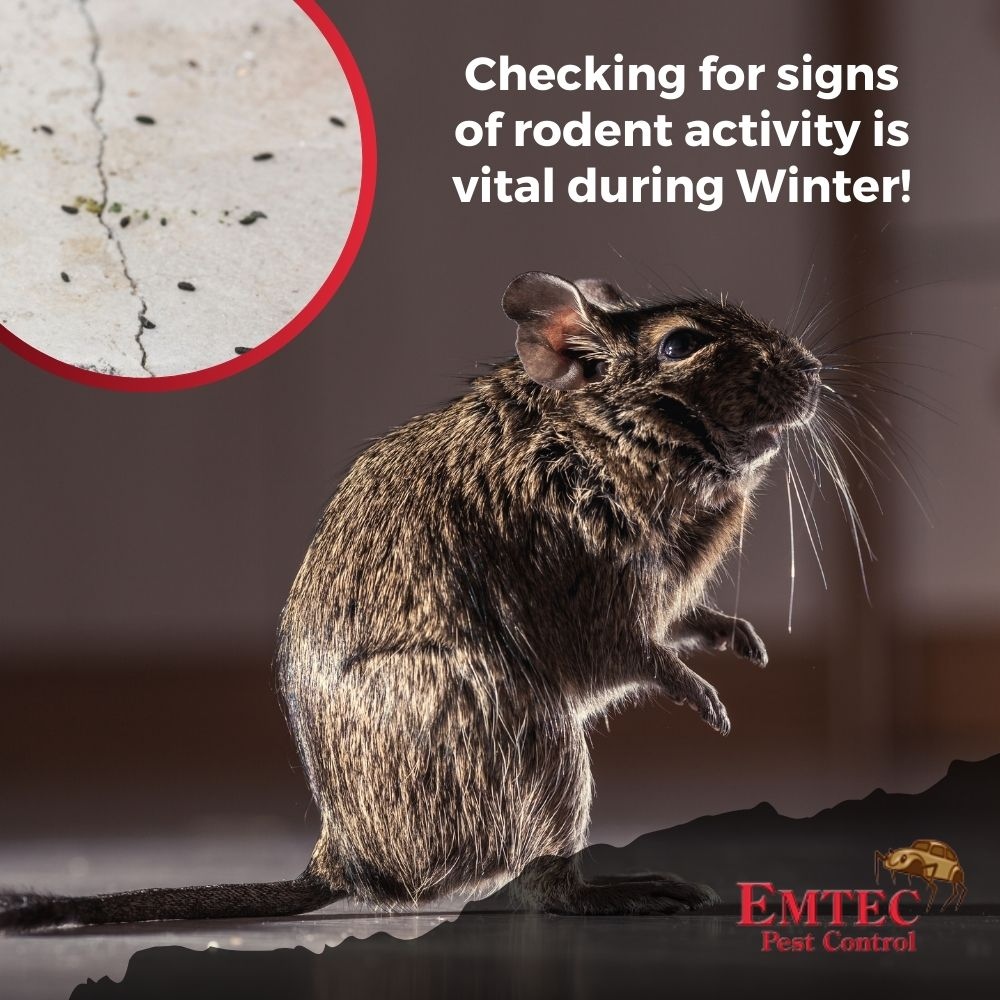 EmtecPest's tweet photo. 🐭 Checking for signs of rodent activity is vital this season! Look for droppings, gnaw marks, or nests. Early detection can prevent a full-blown infestation! Stay vigilant and let Emtec help you stay safe! #RodentAwareness

https://t.co/dwoYF56ir7 https://t.co/Vo6fqmJZ4l