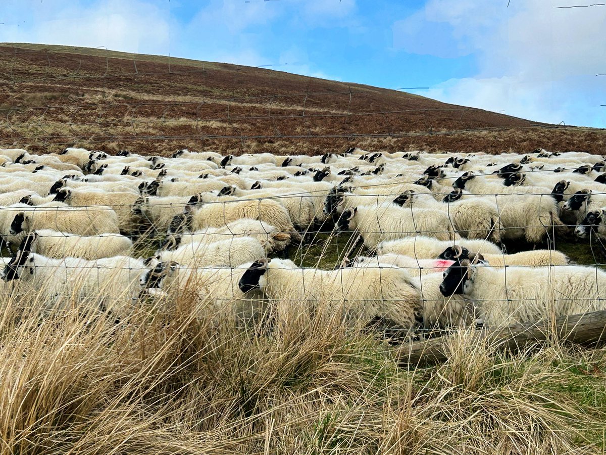 LStewart_books's tweet photo. Rush Hour!
#commute #rushweek #sheep #farming https://t.co/6LPVXrsCHP