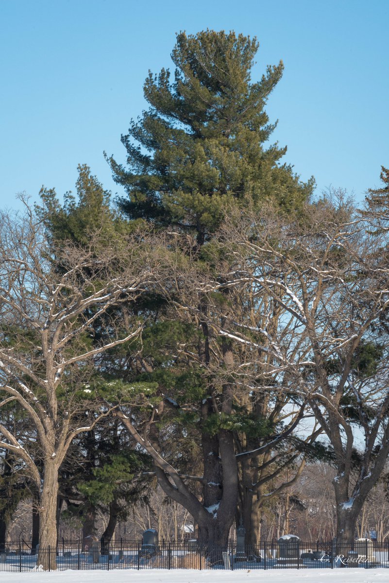 NLI1958's tweet photo. Check out the Feb Tree: Eastern White Pine at Phillips Cemetery (Rockton). This species is native to IL and happens to be the biggest one in IL that we know of and we plan to submit it to the Illinois Big Tree Register. Read full story and history here: https://t.co/1QsykeNExi https://t.co/JsL6u2DOPp