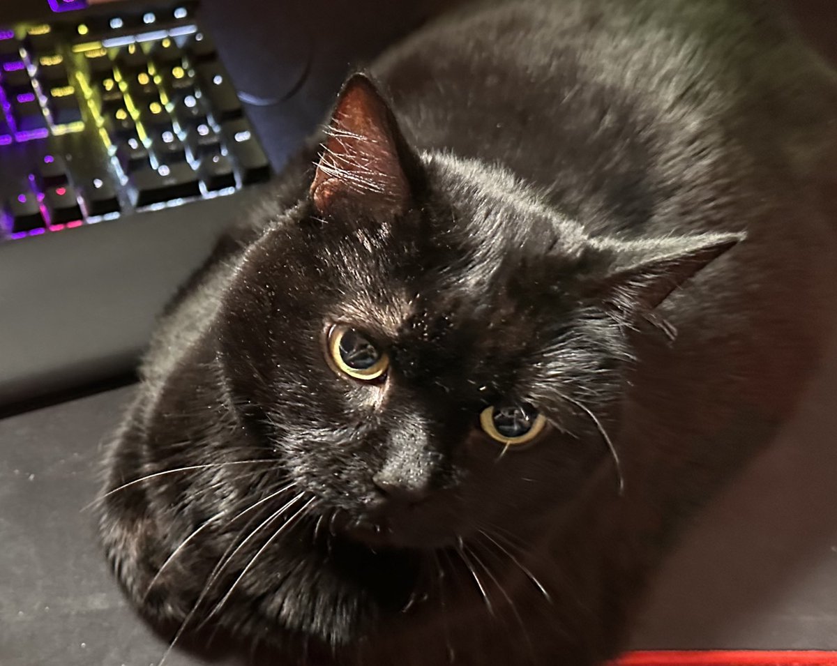KroTukk's tweet image. twitch.tv/krotukk
Heyo! First day I’ll be joined in the studio by Willow!

Come join me for some Kingdom Come Deliverance 2!! 
#Cats #Catstream #KingdomComeDeliverance2