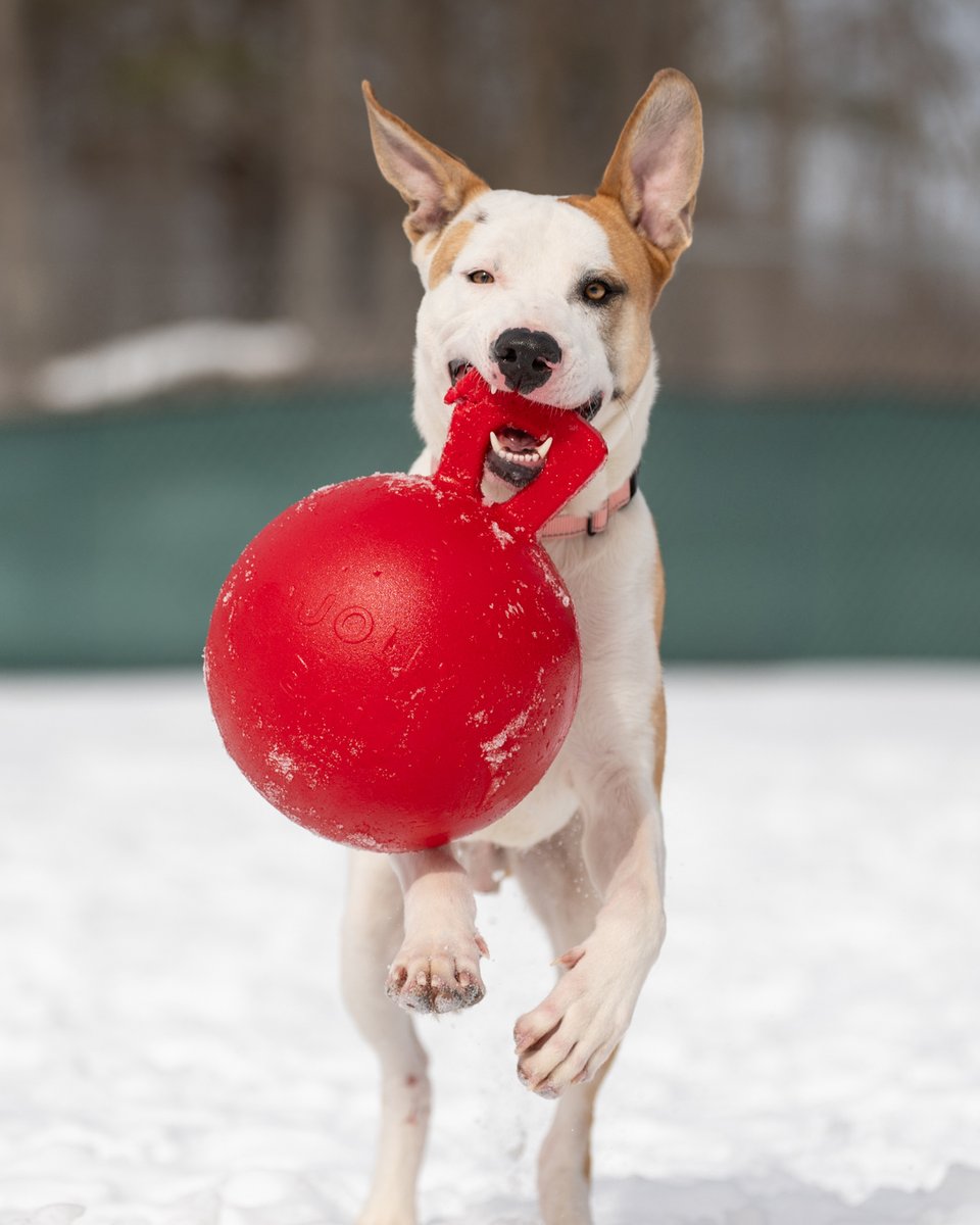 New Hampshire SPCA tweet media