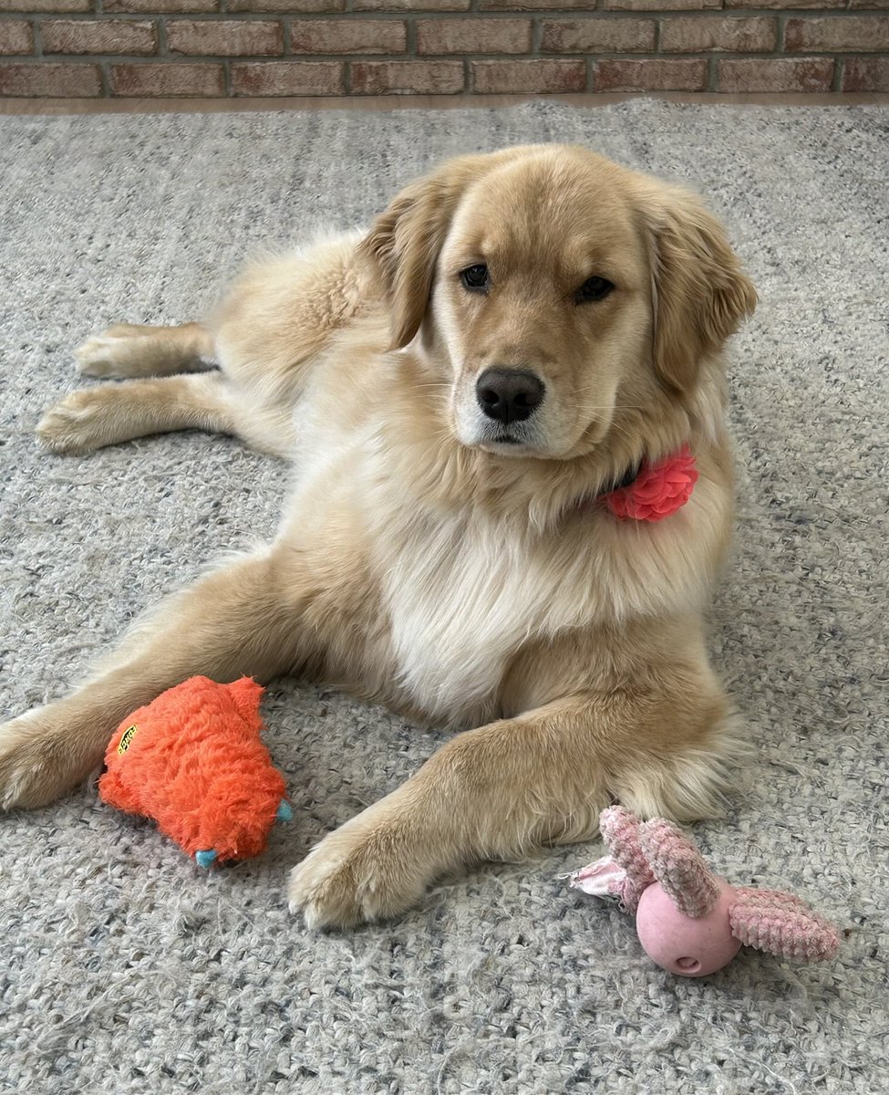 LucyTheGoldy's tweet photo. The Queen in her court. https://t.co/FJQ5rBsSws