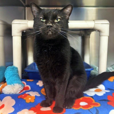 sfadopt's tweet photo. Hi there, I’m Mildred!
I’m a sweet, sensitive soul with a curious mind and a lot to say! If you’re looking for a chatty companion who will always keep you company, I’m your girl. I’m ready to find a home where I can be my curious, loving, and snuggly self. Could that be with you? https://t.co/97L5SKvb9V