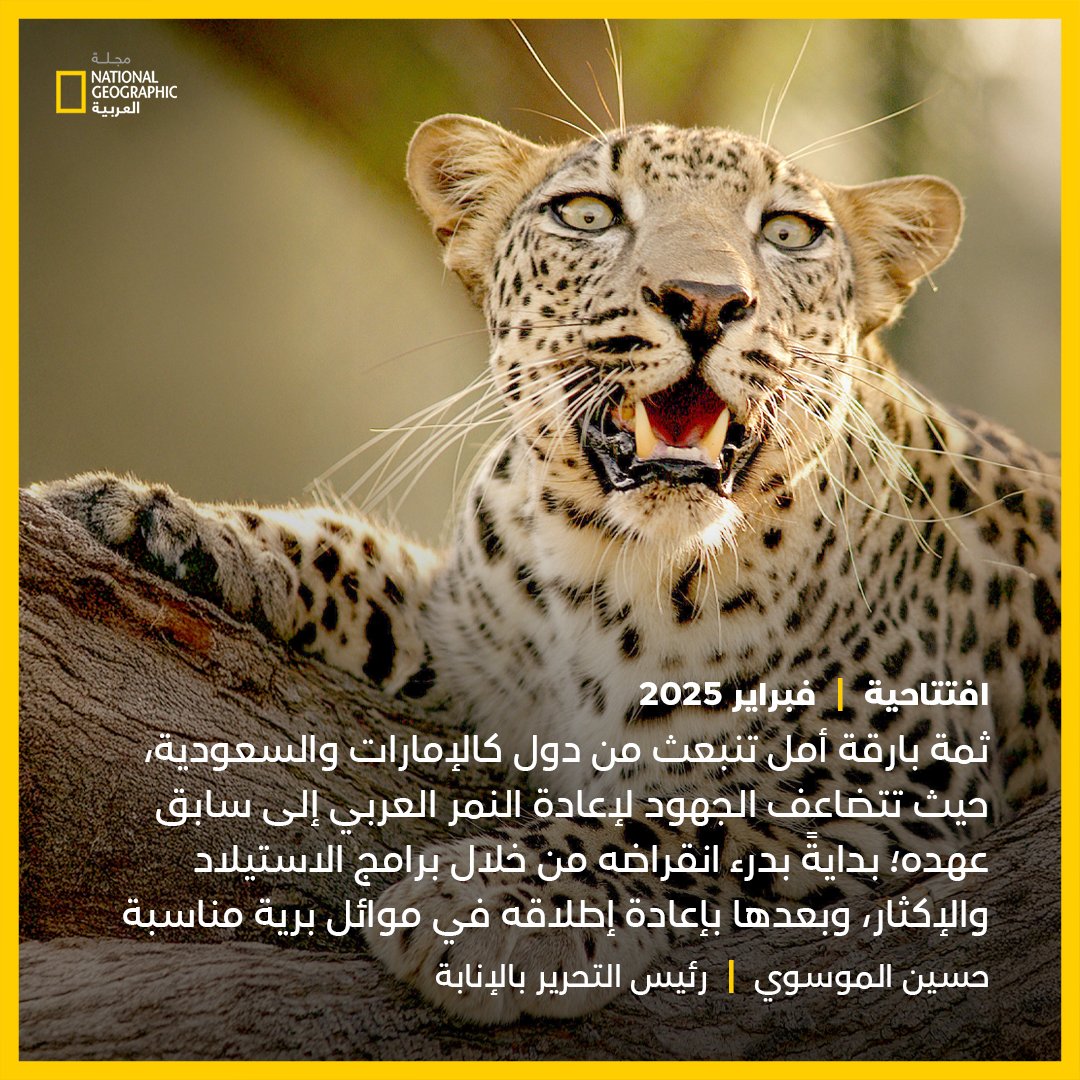 مجلة ناشيونال جيوغرافيك العربية (@natgeomagarab) on Twitter photo حسين الموسوي يكتب في عدد #فبراير 2025: ثمة بارقة أمل تنبعث من دول كالإمارات والسعودية، حيث تتضاعف الجهود لإعادة #النمر_العربي إلى سابق عهده؛ بدايةً بدرء انقراضه من خلال برامج الاستيلاد والإكثار، وبعدها بإعادة إطلاقه في موائل برية
<a href="/HuAlmoosawi/">Hussain AlMoosawi حسين الموسوي</a>
للتفاصيل | ngarabia.com/J5Bd حسين الموسوي يكتب في عدد #فبراير 2025: ثمة بارقة أمل تنبعث من دول كالإمارات والسعودية، حيث تتضاعف الجهود لإعادة #النمر_العربي إلى سابق عهده؛ بدايةً بدرء انقراضه من خلال برامج الاستيلاد والإكثار، وبعدها بإعادة إطلاقه في موائل برية
<a href="/HuAlmoosawi/">Hussain AlMoosawi حسين الموسوي</a>
للتفاصيل | ngarabia.com/J5Bd
