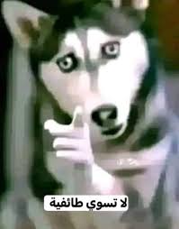 bro did the meme
شكل الشبيح لما تواجهه بتشبيحه