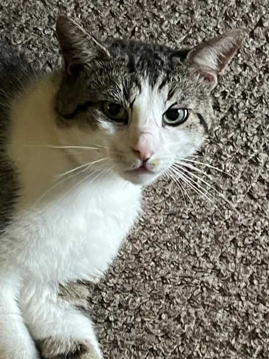 McCartney Green tweet media