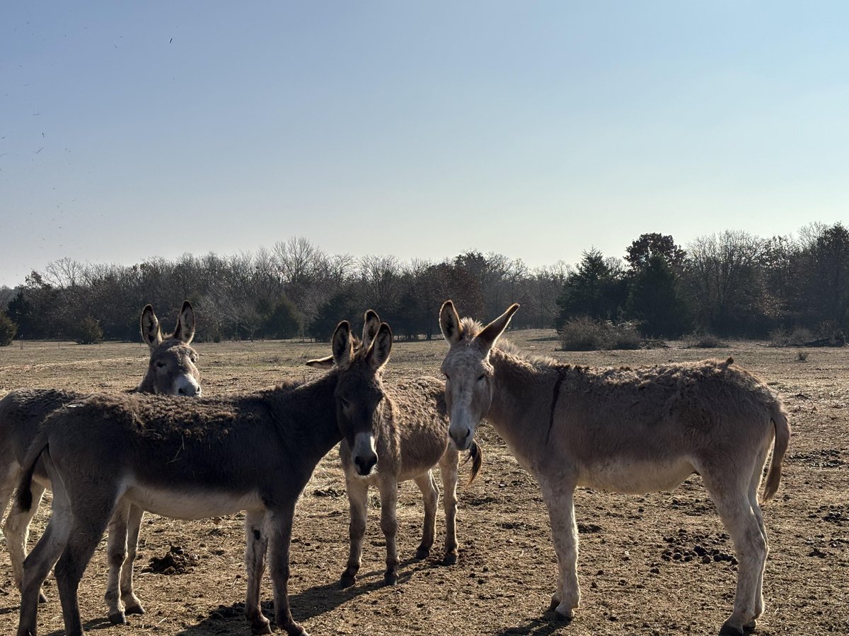 moodysally1's tweet photo. Sorry to say we didn't get enough donations for the match $1339.19 needed toward $2000 match for hay We still need a truckload of bermuda blocks to feed our wild horses burros in OK Any amount welcome to help https://t.co/PiFVJKXXaT https://t.co/gF6dcYv1rB https://t.co/4ejzzFF2Rh https://t.co/ZrJI0orUVl