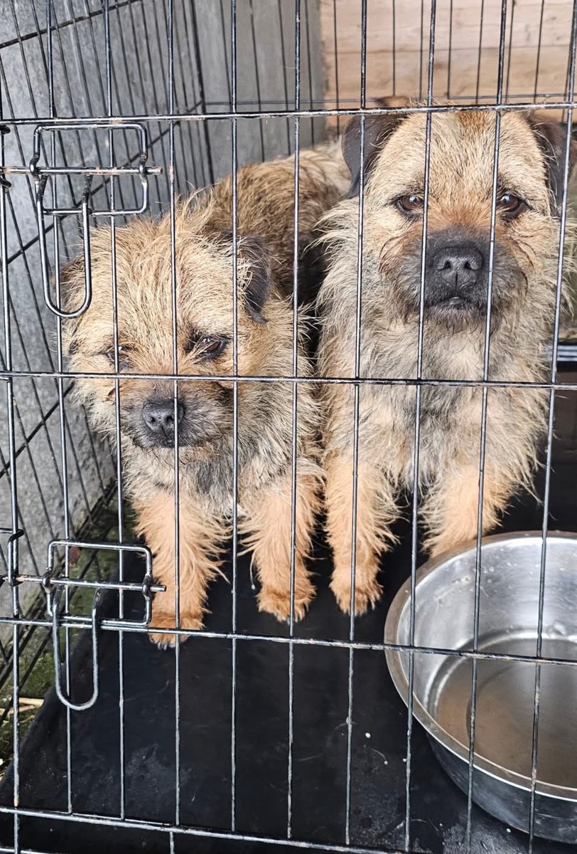 Shared from Facebutt. 
Found in West Lancashire nr Newburgh village 16/02 #BTPosse #Borders #BorderTerriers