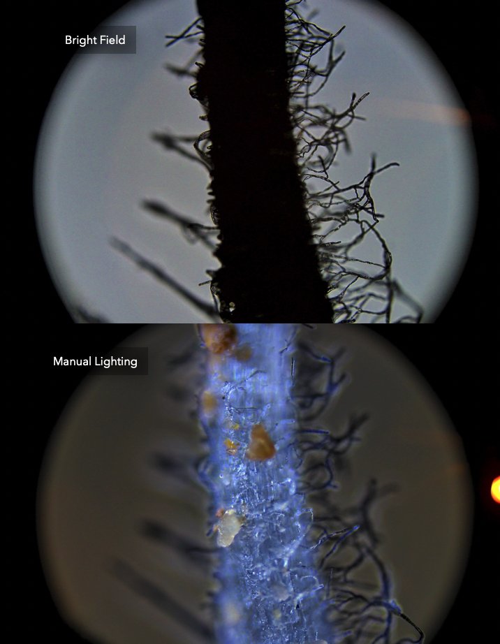 There have been several studies showing how plant roots conduct light down into the #soil, but the HOW was seemingly elusive until I began questioning why we were lighting fro BELOW and creating silhouettes. Once I began experimenting with light I discovered that that at a