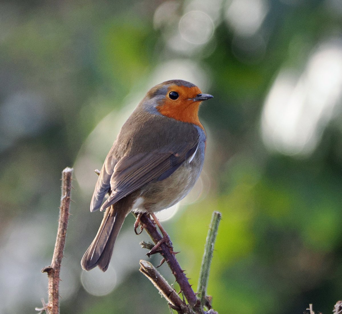 Robin at Cromwell Bottom. #ThePhotoHour #TwitterNatureCommunity #wildlifephotography #NaturePhotography #birdphotography