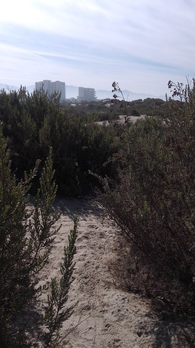 Pichonsmit's tweet photo. Quién anda en las dunas de playa hermosa? https://t.co/dI19TUqufw