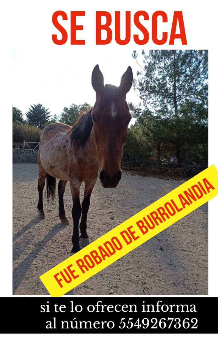 FUNDAPEPUEBLA's tweet photo. Se robaron varios burritos y caballos de @Burrolandia_mx exigimos a las autoridades resultados positivos en este caso 
@HilarionCL @delfinagomeza @FiscaliaEdomex  @EugenioDerbez @marcoregil @nacholozano @RicardoBSalinas @AztecaNoticias @ImagenTVMex @Televisa @ALunaSilva https://t.co/l3kHd0Fz5u