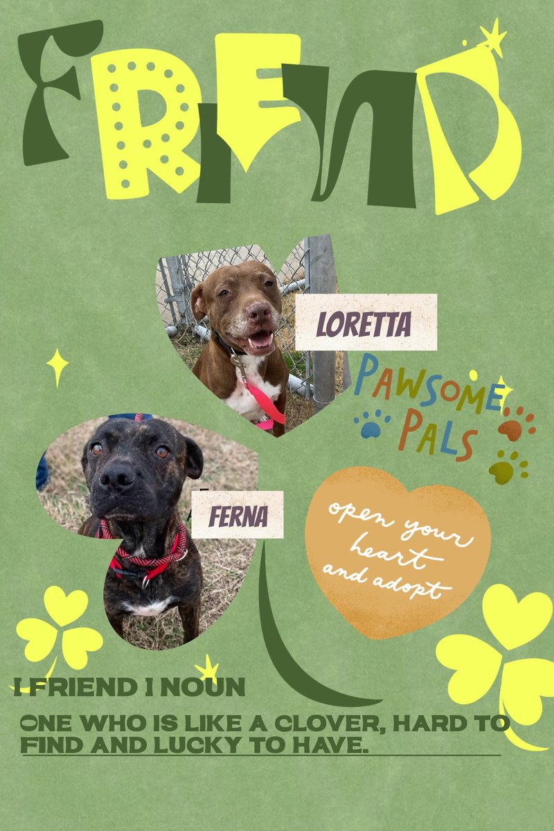 beeleevitonly's tweet photo. 🆘️#Senior LORETTA #A376748 8 yrs #PBTMIX 
BFF FERNA #A376747 1 yo #CaneCorsoMix
#Tbk any time after noon today 2/17 🧌💉☠️
#adoptable sweet,  gentle,  cooperative girls 
Loretta cries when stressed,  both friendly with staff, but they prefer the company of each other
#CorpusChristi #TX 🆘️ pls #PledgeForRescue here or email livereleaseteam@cctexas.com