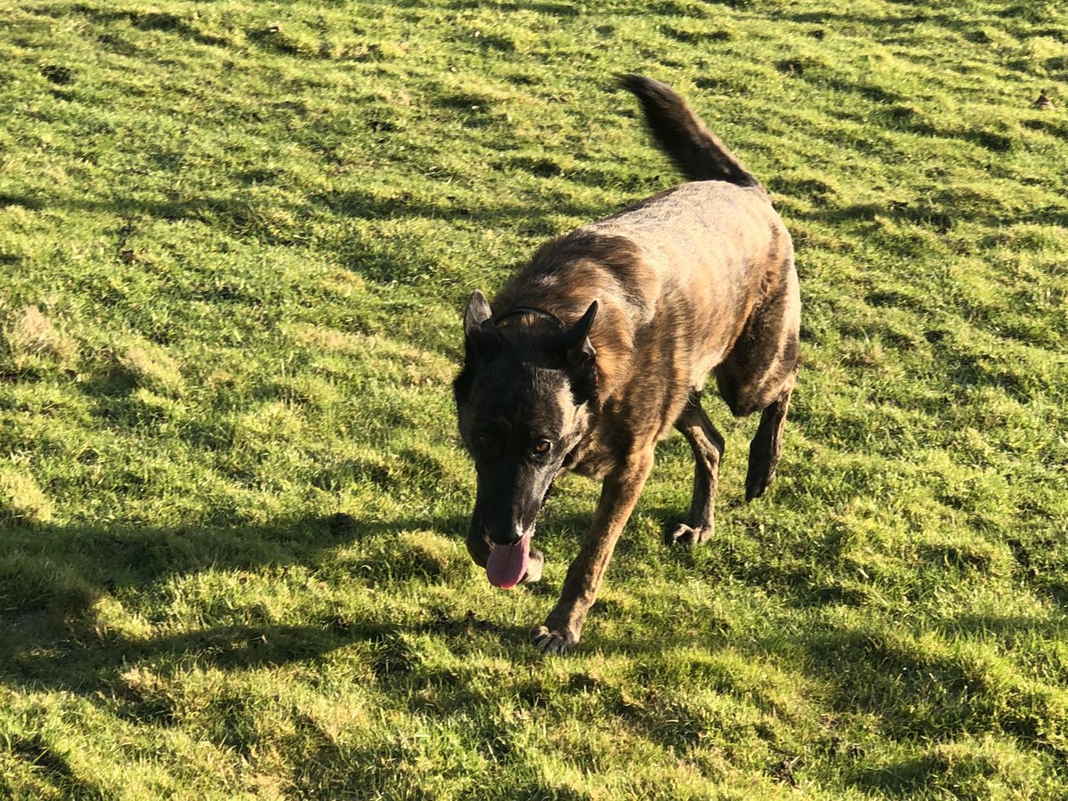 Chappers2013's tweet photo. Busy day today with @PBaloo today so #RPDRex had a very early run out and enjoyed rolling in the frosty field 🥰🐾🐾 https://t.co/L1ybUuVPxQ