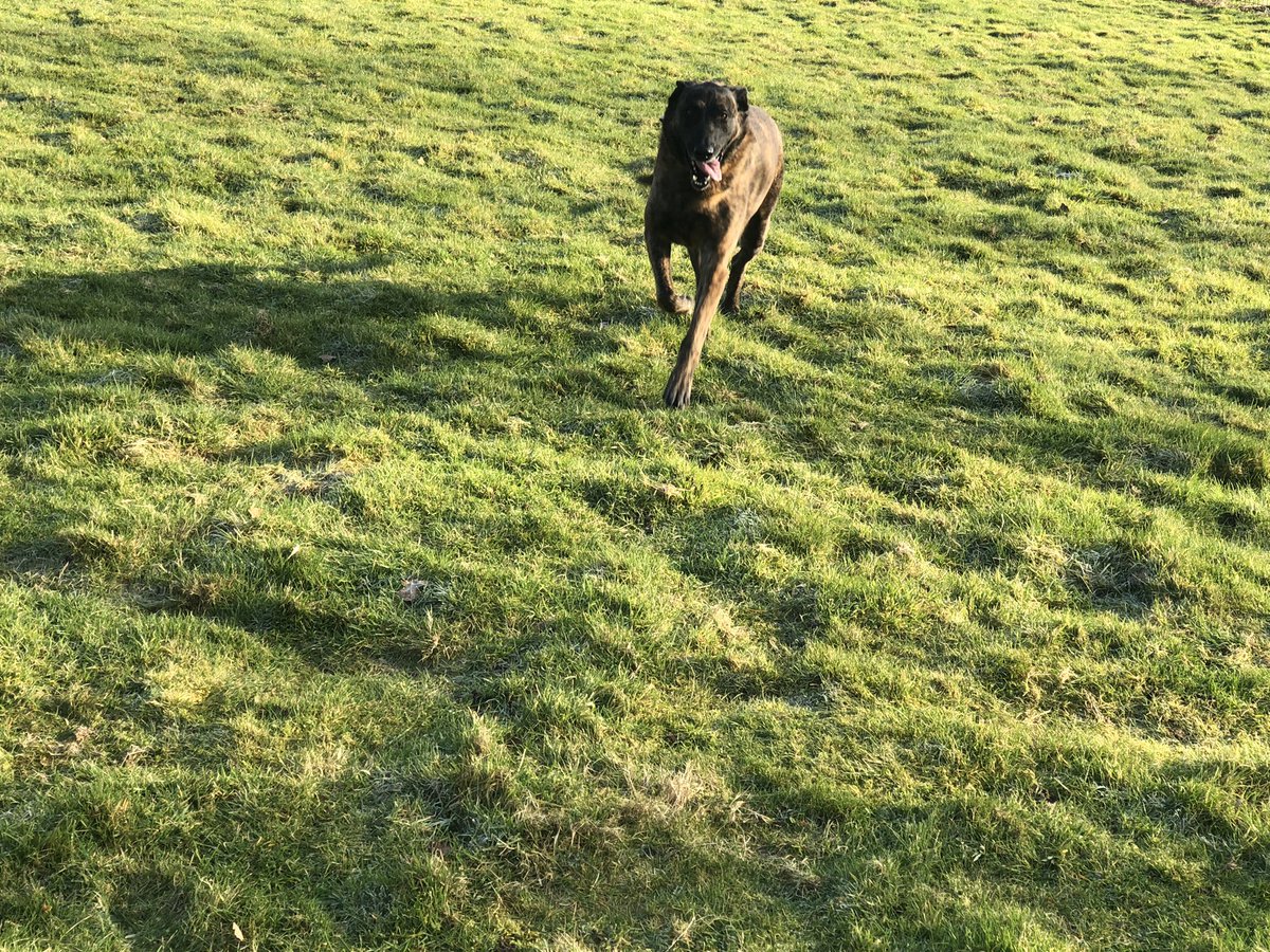 Chappers2013's tweet photo. Busy day today with @PBaloo today so #RPDRex had a very early run out and enjoyed rolling in the frosty field 🥰🐾🐾 https://t.co/L1ybUuVPxQ