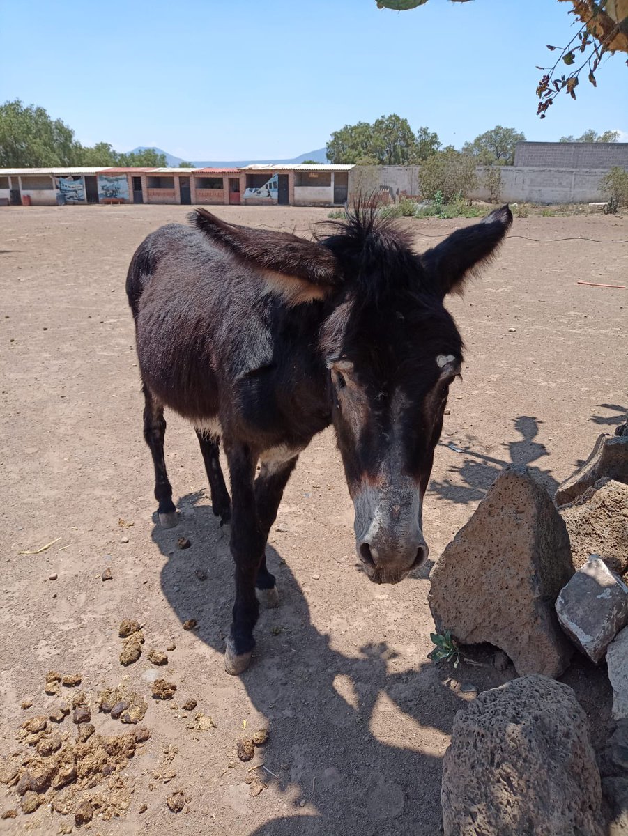 lorena_becerra's tweet image. Por favor ayudemos con difusión. Se robaron 2 burritos y 2 caballos de @Burrolandia_mx Son animales rescatados de maltrato que ahorita deben estar aterrados sin entender qué pasa 💔