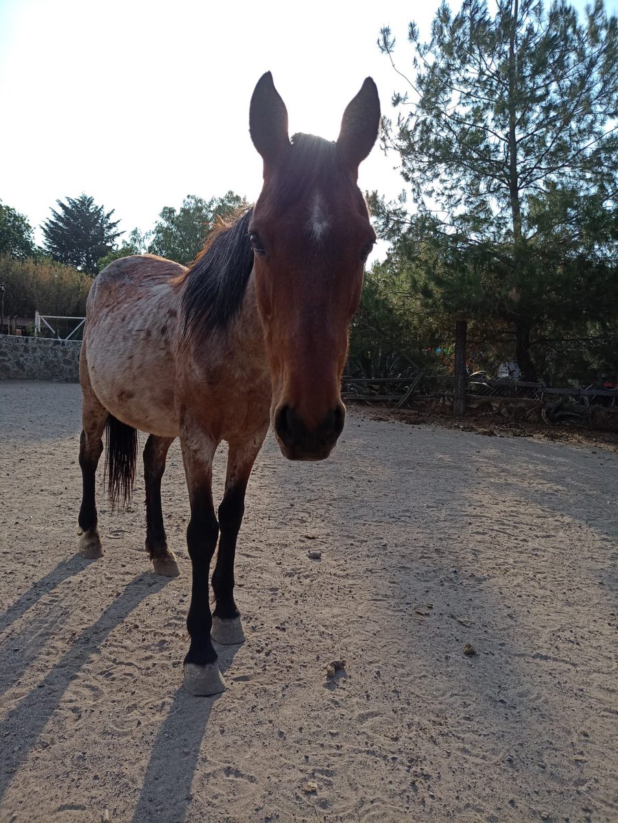lorena_becerra's tweet image. Por favor ayudemos con difusión. Se robaron 2 burritos y 2 caballos de @Burrolandia_mx Son animales rescatados de maltrato que ahorita deben estar aterrados sin entender qué pasa 💔