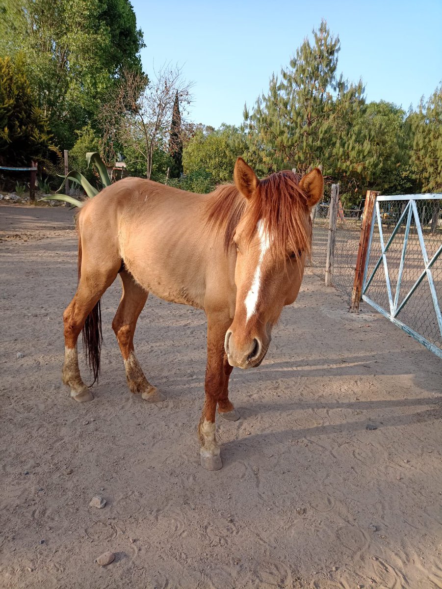 lorena_becerra's tweet image. Por favor ayudemos con difusión. Se robaron 2 burritos y 2 caballos de @Burrolandia_mx Son animales rescatados de maltrato que ahorita deben estar aterrados sin entender qué pasa 💔