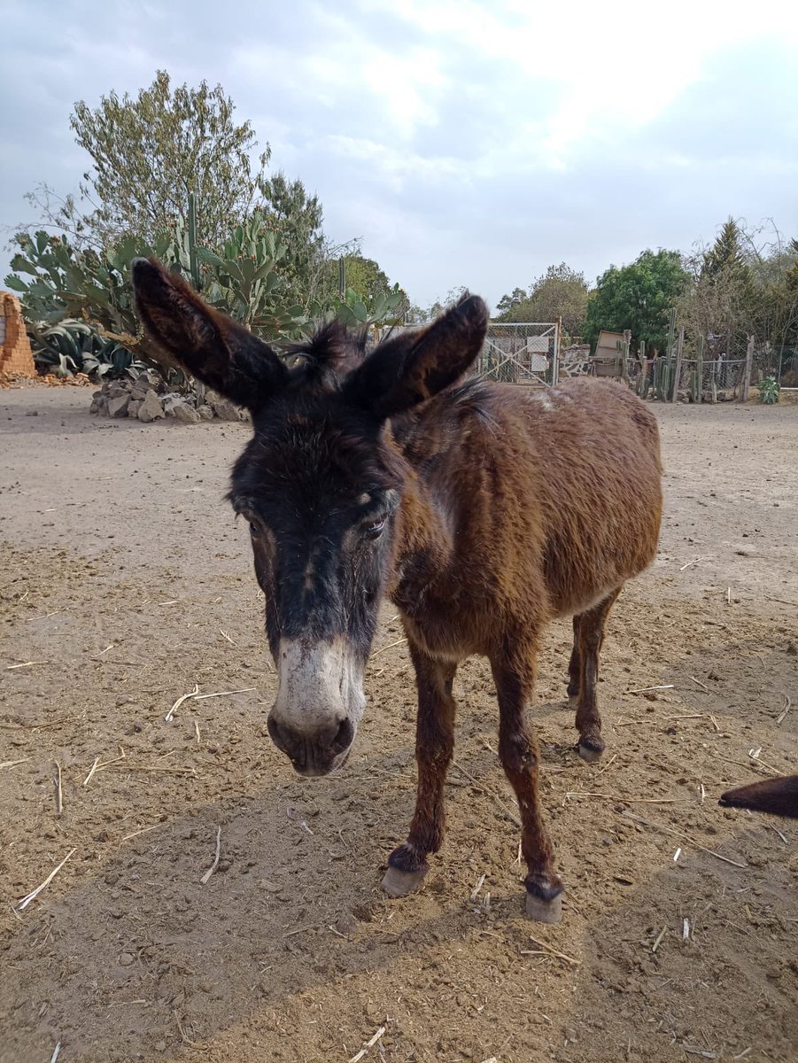 Lorena Becerra (@lorena_becerra) on Twitter photo Por favor ayudemos con difusión. Se robaron 2 burritos y 2 caballos de <a href="/Burrolandia_mx/">Burrolandia México</a> Son animales rescatados de maltrato que ahorita deben estar aterrados sin entender qué pasa 💔 Por favor ayudemos con difusión. Se robaron 2 burritos y 2 caballos de <a href="/Burrolandia_mx/">Burrolandia México</a> Son animales rescatados de maltrato que ahorita deben estar aterrados sin entender qué pasa 💔