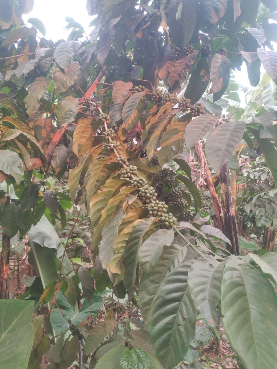 I am proud to be participating in coffee world.