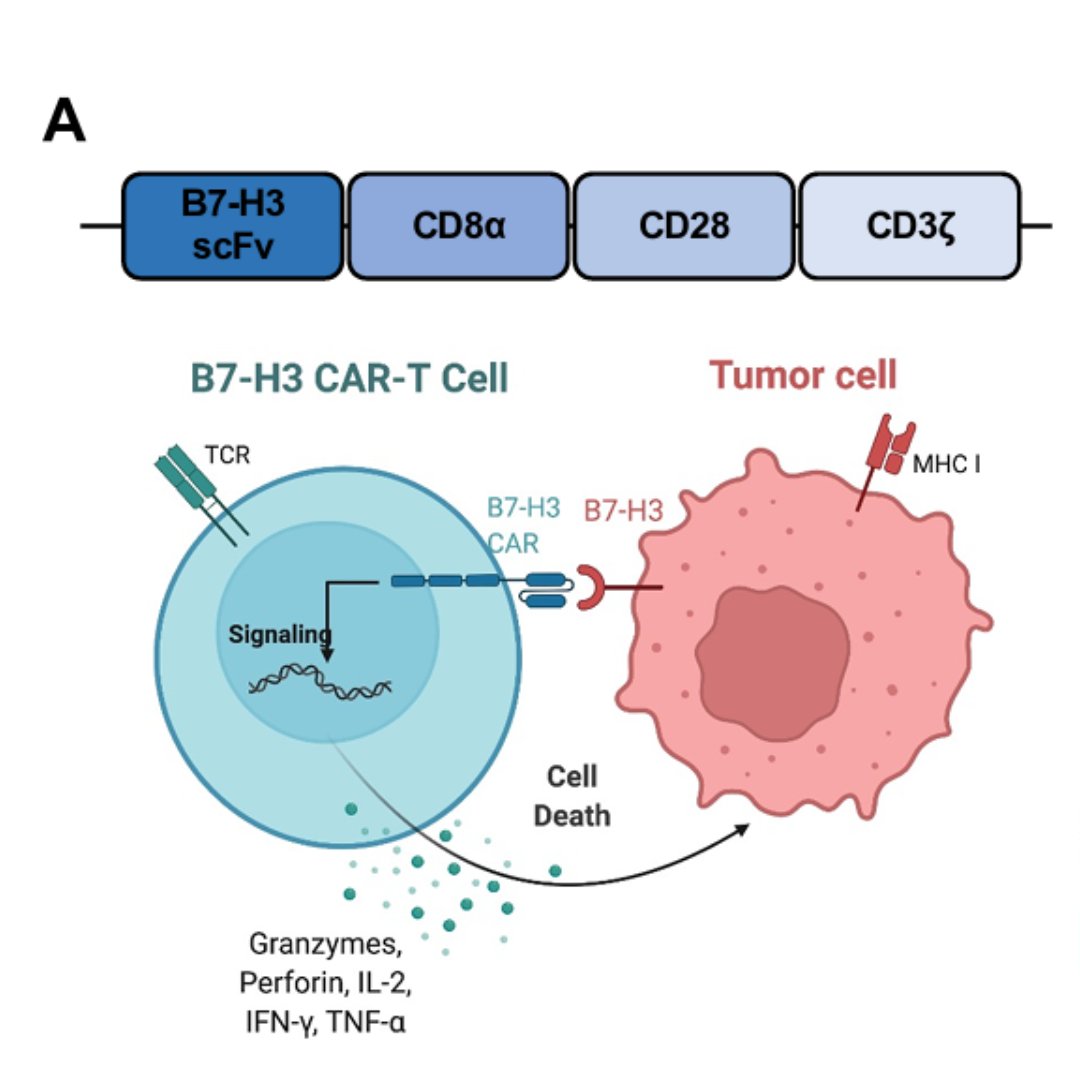 TBK1 Targeting Is Identified as a Therapeutic Strategy to Enhance CAR T-Cell Efficacy Using Patient-Derived Organotypic Tumor Spheroids brnw.ch/21wQLiv <a href="/rwjenkinsmdphd/">russell.w.jenkins.mdphd</a>