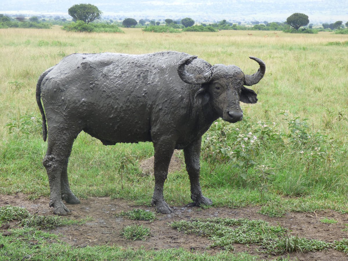 🌍✨ Discover the Wild Side of Uganda in 13 Days!
this journey is packed with unforgettable experiences. 🐘🌿📲 Link trekgorillasafaris.com/uganda-safaris… for more info: info@trekgorillasafaris.com +256 752 134826 #Uganda #Wildlife #Adventure #Explore #Africa #voyage #wander #nffc #NUFC